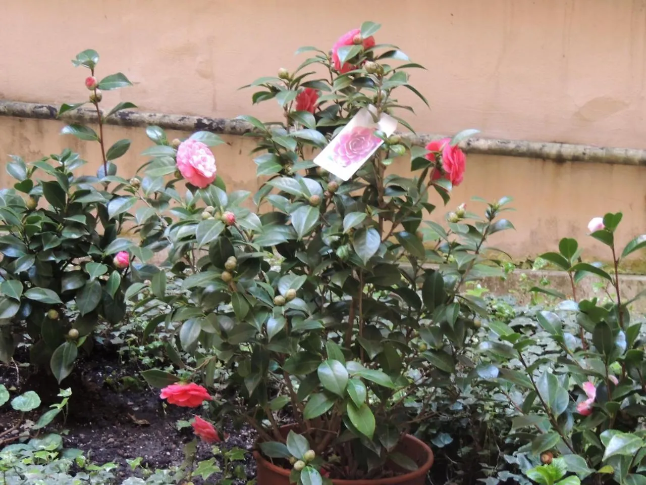 Morelli Bed & Breakfast Rome